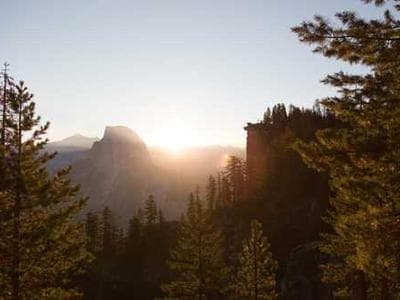 Golden Retriever Puppy